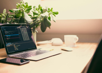 best plants for office with no windows