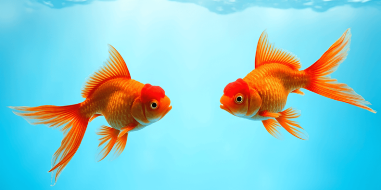 how to remove direct debit from goldfish swim school