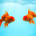 how to remove direct debit from goldfish swim school