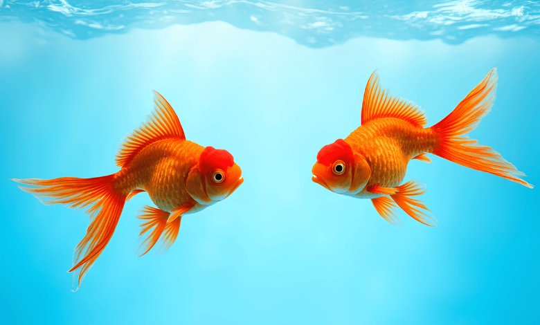 how to remove direct debit from goldfish swim school