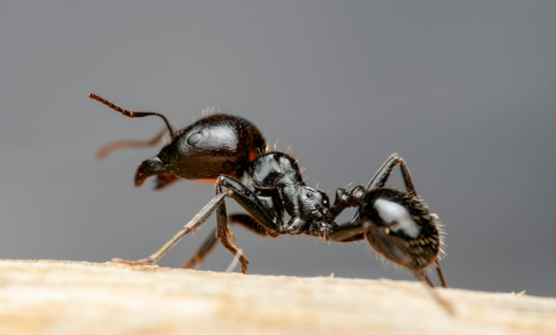 terro t1812sr outdoor liquid ant bait stakes