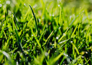 how to lay artificial grass