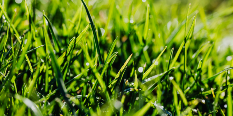 how to lay artificial grass