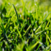 how to lay artificial grass