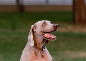 what can i give a dog for diarrhea