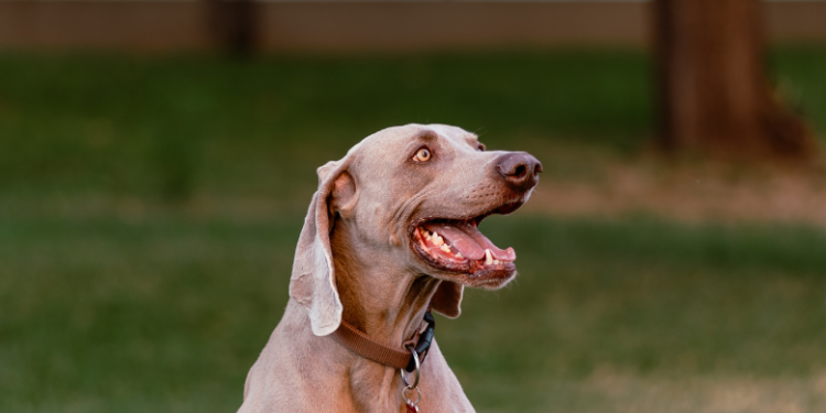 what can i give a dog for diarrhea