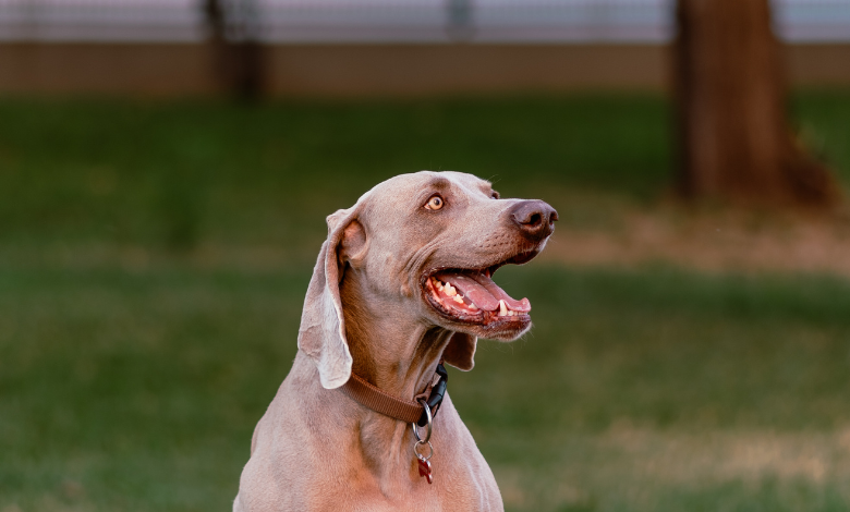 what can i give a dog for diarrhea