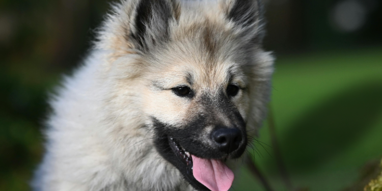 dog ear infection cure home remedy