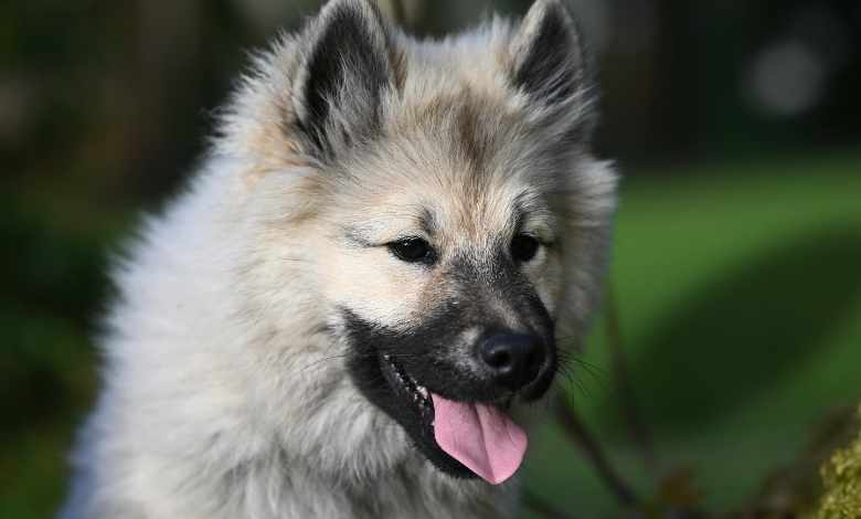 dog ear infection cure home remedy